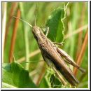 Chorthippus brunneus - Brauner Grashuepfer 12.jpg